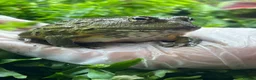 Frog reptiles for sale: Various Amphibians At Urban Exotics - Advert 8
