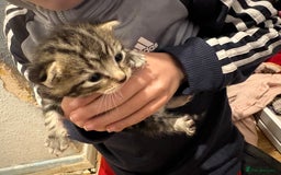 Mixed Breed cats for sale: Kittens  - Image 2