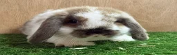Mini Lop rabbits for sale: Mini Lop Baby Rabbits – Vaccinated  VHD Yurvac - Advert 7