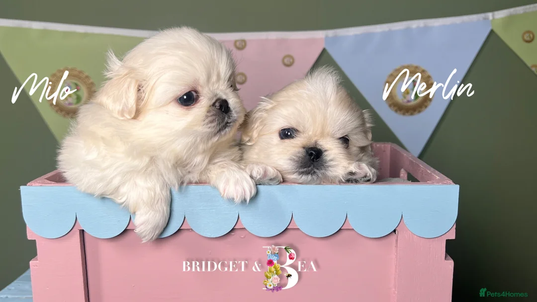 Pekingese dogs for sale: 🩷READY NOW 1 girl 1 boy 🩵 - Advert 10