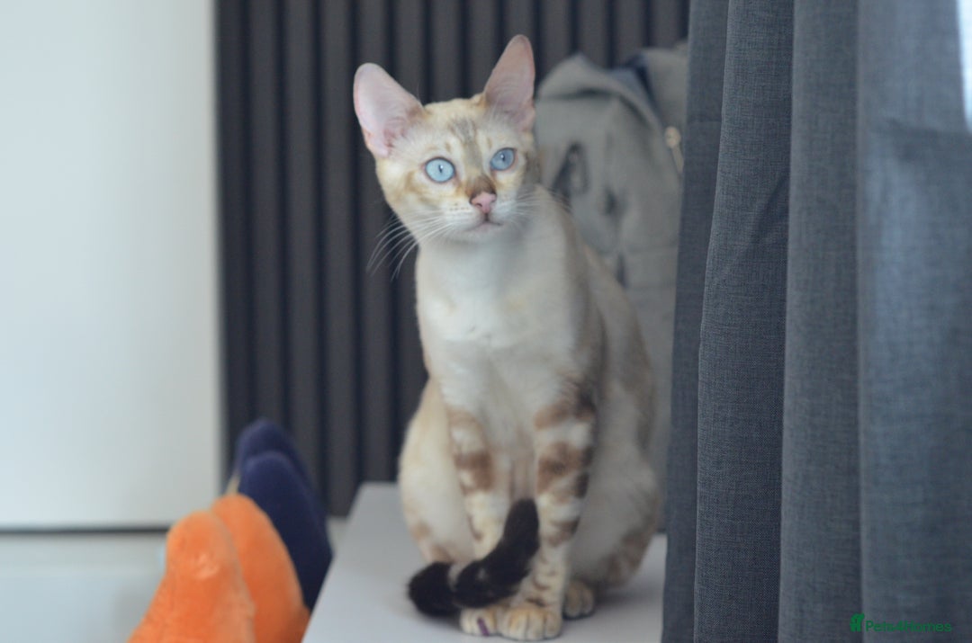 Bengal cats for stud: ***WANTED STUD***F1 Bengal stud needed - Image 2