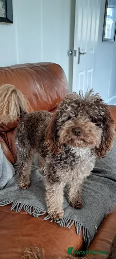 Gallery Image {{count}}