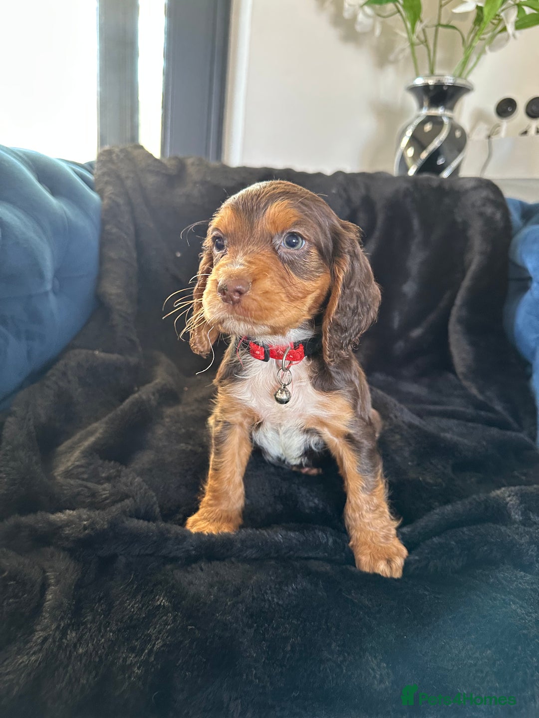 Cocker Spaniel dogs for sale: BEAUTIFUL LITTER OF TRICOLOURED COCKER SPANIELS  - Image 25