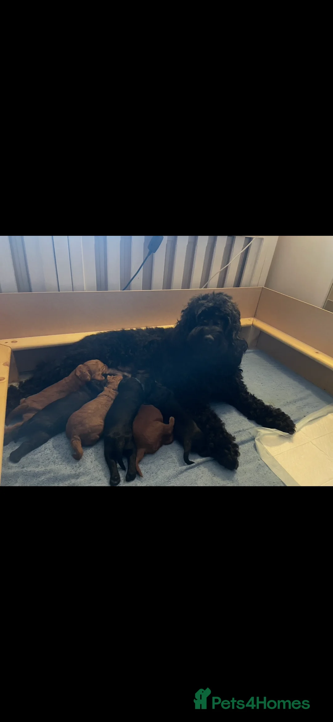 Mixed Breed dogs for sale: Beautiful litter of Cockadoodlepoos  - Advert 13