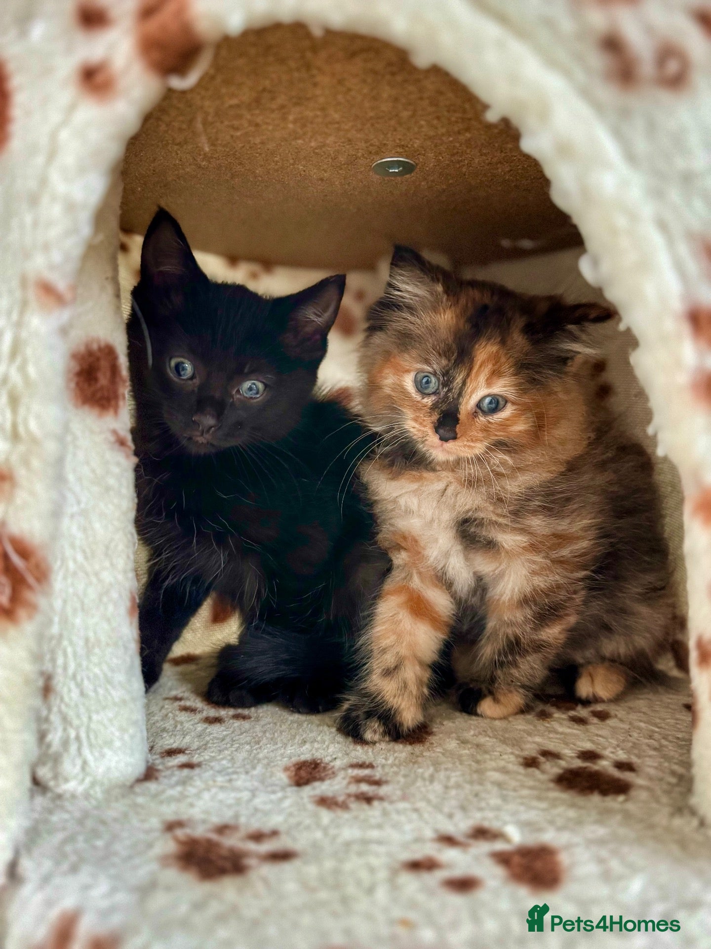 Mixed Breed cats ADORABLE 6 KITTENS. READY NOW. - Advert 5