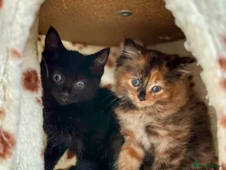Mixed Breed cats ADORABLE 6 KITTENS. READY NOW. - Advert 5
