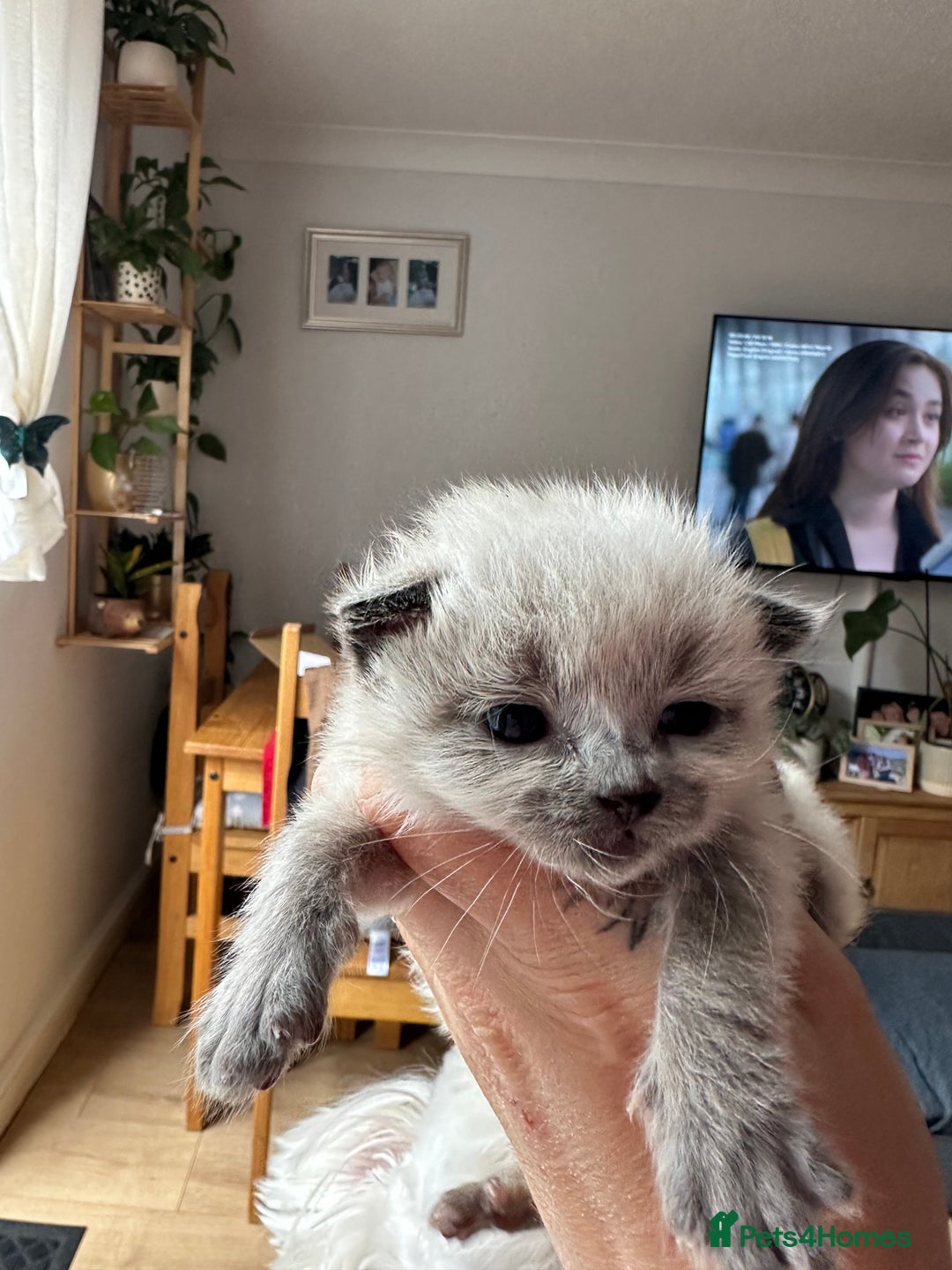 Ragdoll cats for sale: Ragdoll girl - Image 3