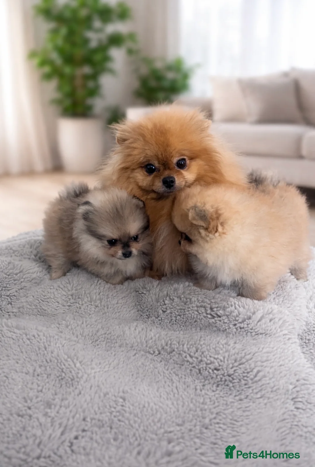 Pomeranian dogs for sale: Top Quality 🐻 Teddy Faced  - Advert 13