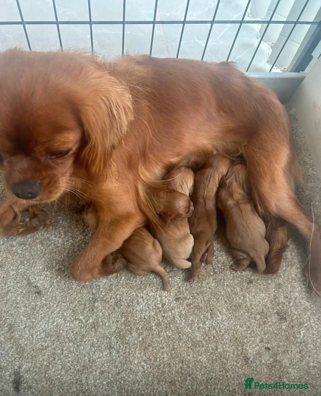 Toy Poodle dogs for stud: Fully health tested red toy poodle for STUD  - Advert 8