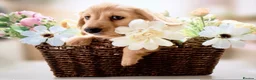 Miniature Dachshund dogs for sale: 🍦🍦ENGLISH CREAM MINIATURE LONG HAIR DACHSHUND🍦 - Advert 1