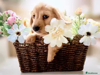 Miniature Dachshund dogs 🍦🍦ENGLISH CREAM MINIATURE LONG HAIR DACHSHUND🍦 - Advert 10