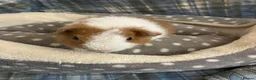 Guinea Pig rodents for sale: Lots of lovely baby boy guinea pigs - Advert 16