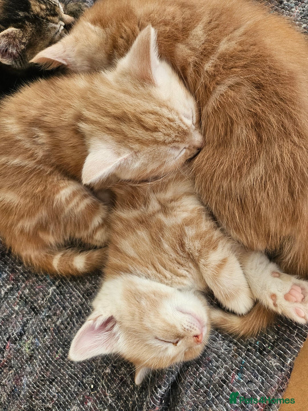 Mixed Breed cats for sale: Georous ginger female tabbies, grey tabby, torties - Advert 11