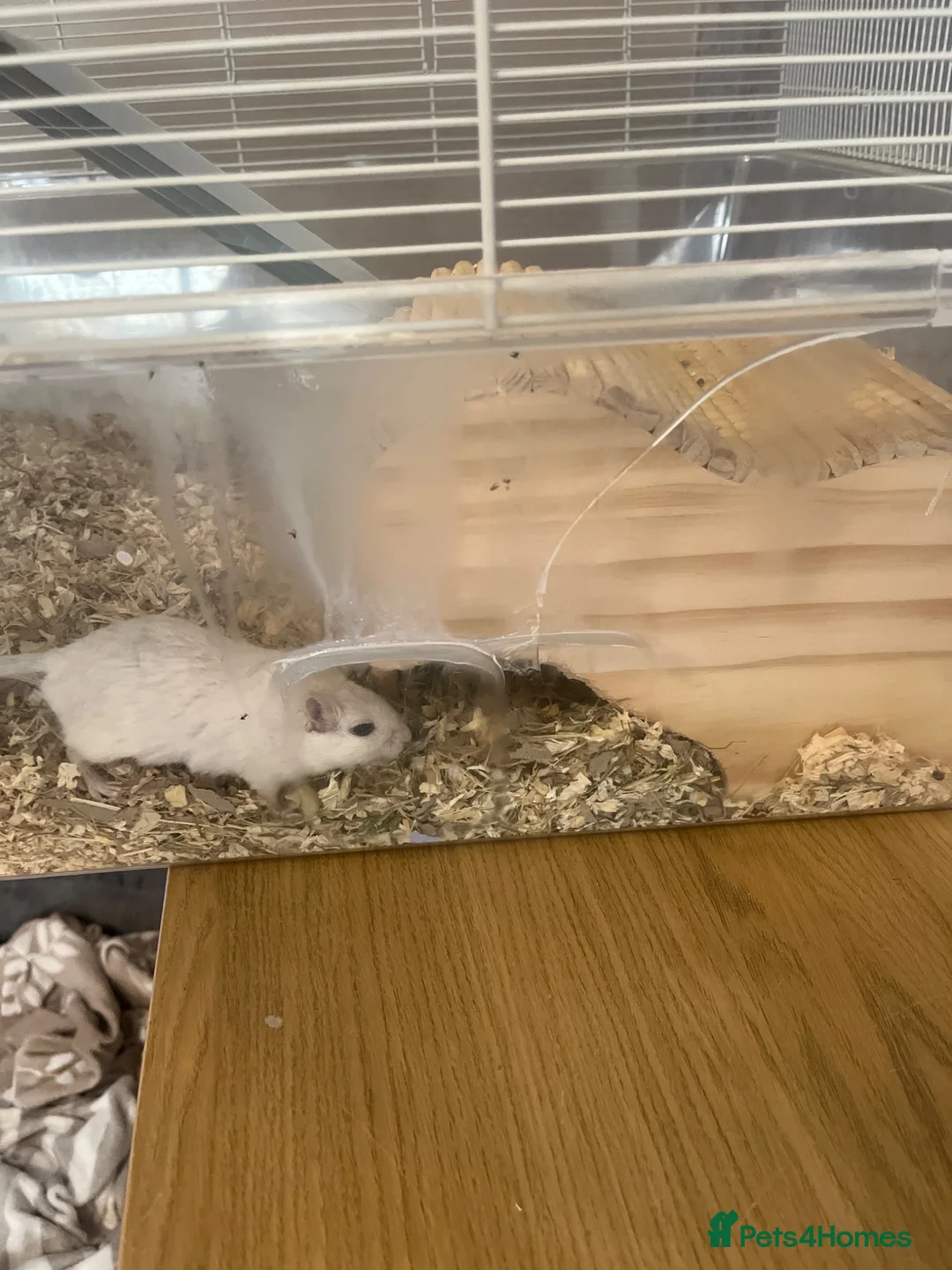 Gerbil rodents for sale: Two gerbils with cage  - Advert 2
