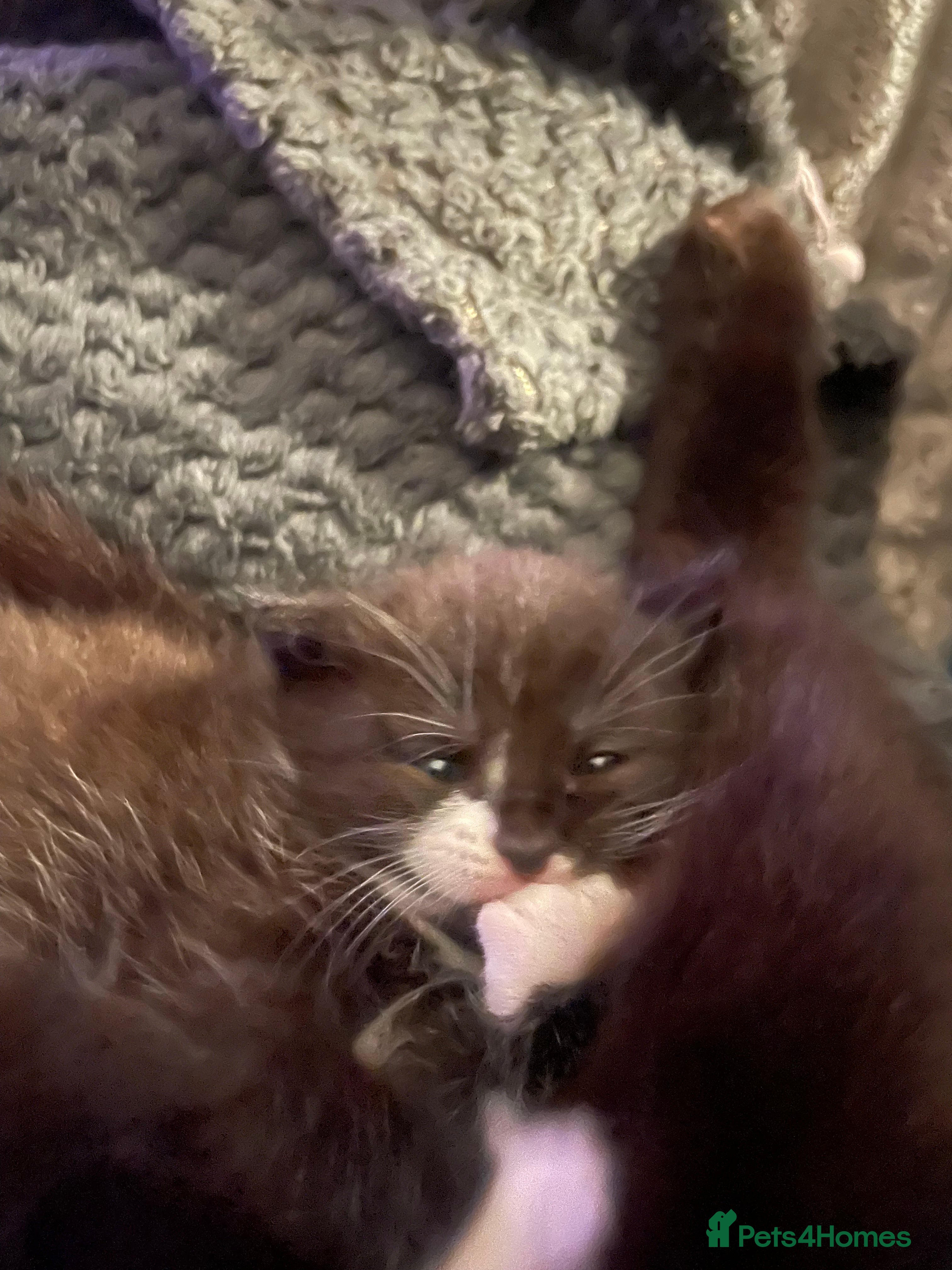 Mixed Breed cats for sale: Three beautiful girls  - Advert 3
