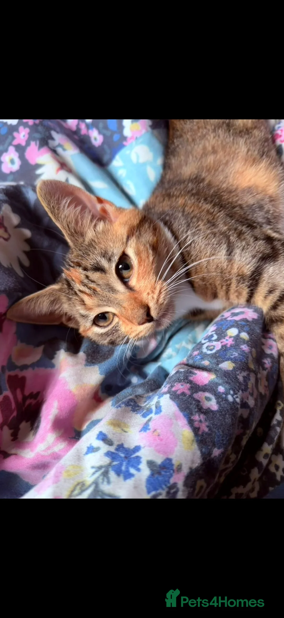 Mixed Breed cats for sale: Two cats for rehome  - Advert 2