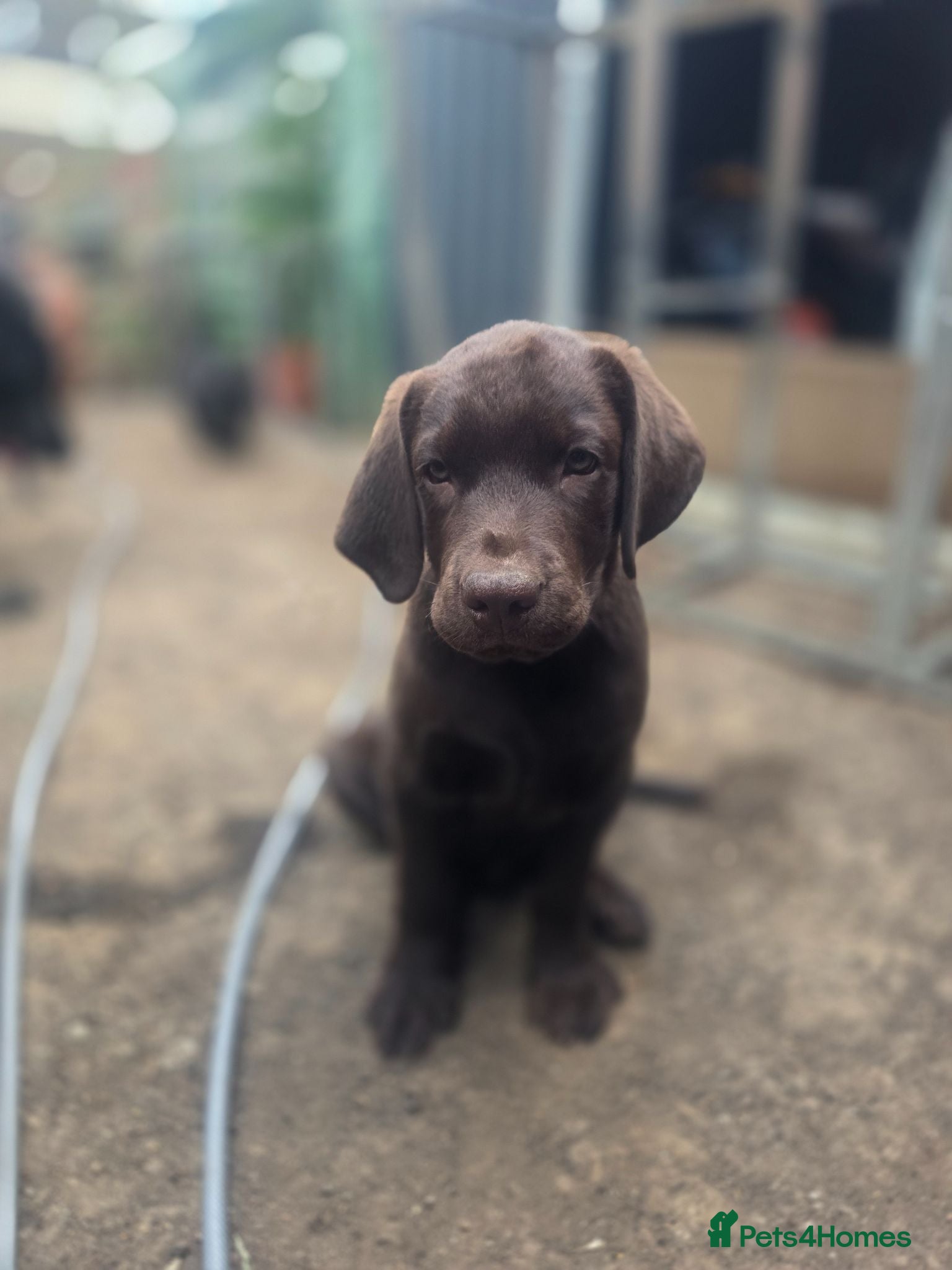 Labrador Retriever dogs Last 1 boy - Advert 2