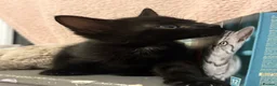 Domestic Shorthair cats for sale: black kittens - Advert 6