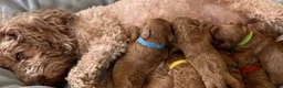 Toy Poodle dogs for sale: Fully vaccinated & toilet trained toy poodle pups - Advert 22