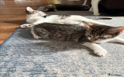 Mixed Breed cats for sale: Kittens  - Image 7