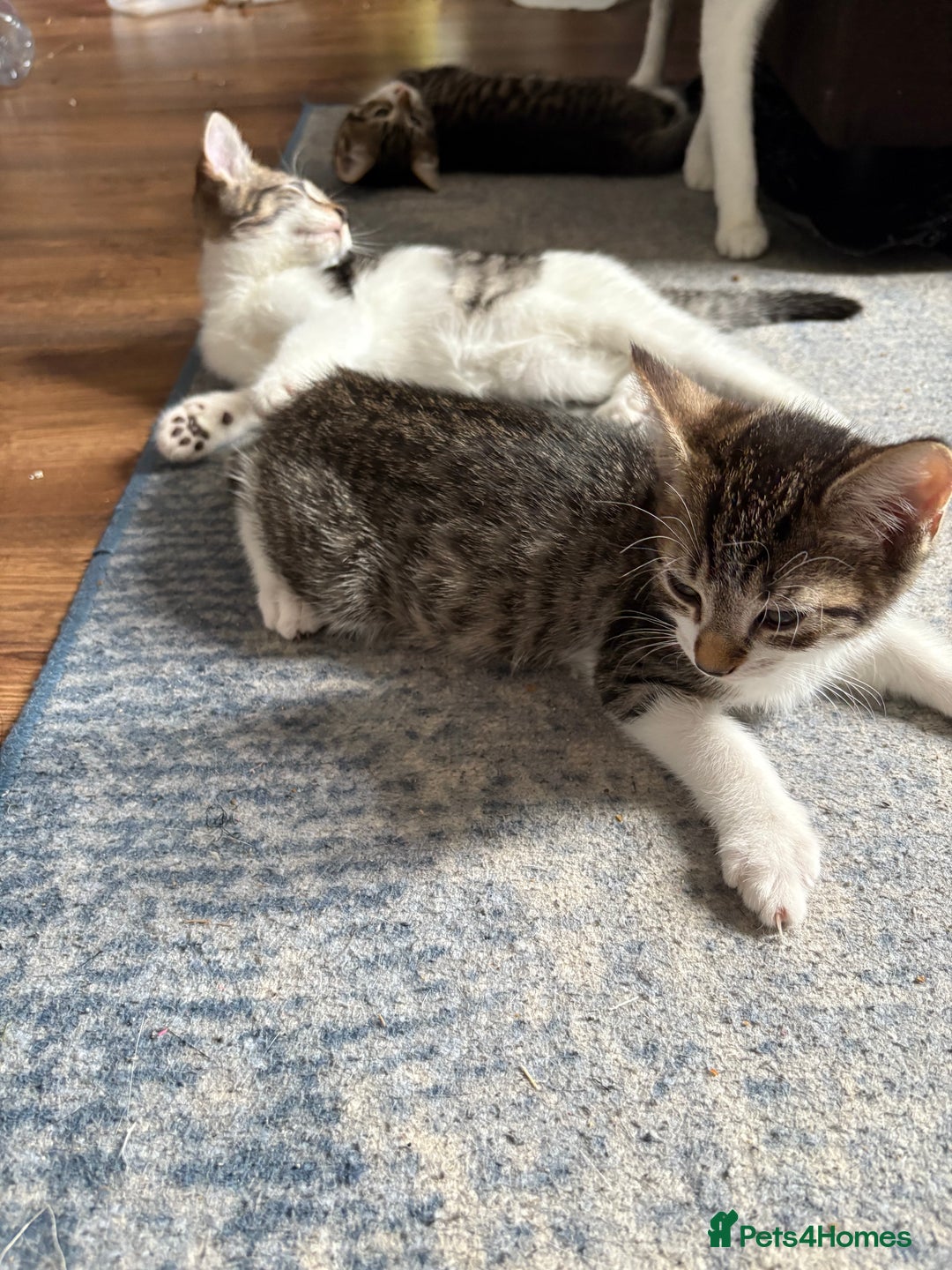 Mixed Breed cats for sale: Kittens  - Image 7