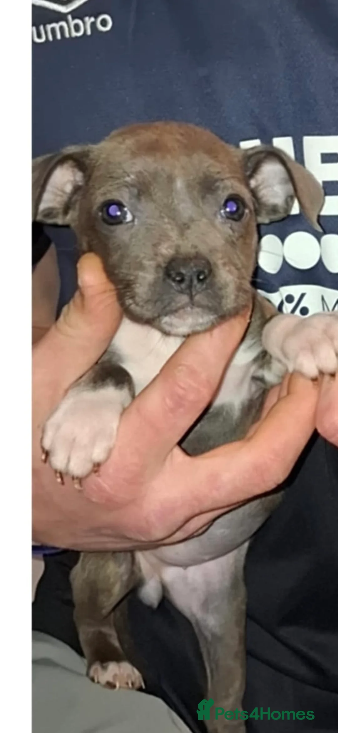 Staffordshire Bull Terrier dogs for sale: Beautiful in Irvine - Advert 4