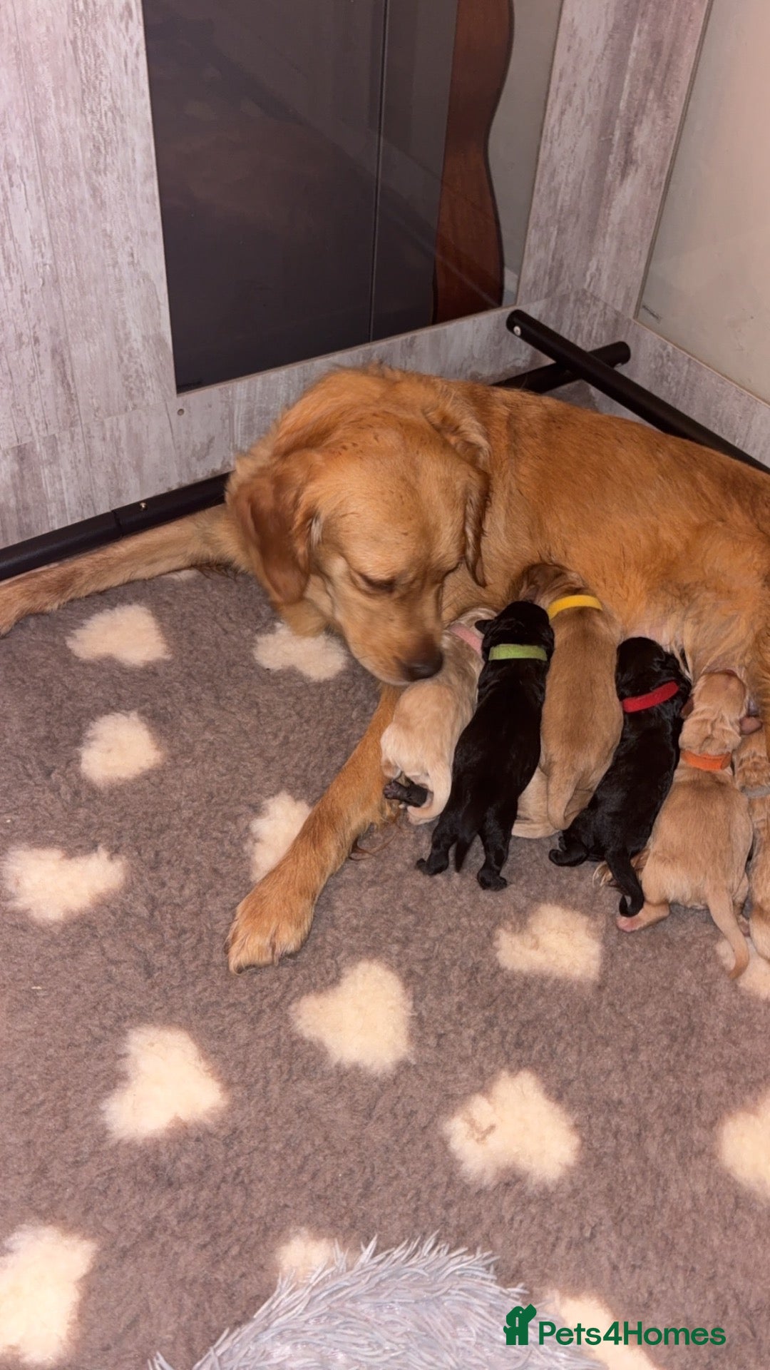Mini Goldendoodle dogs Waiting list Health Tested Mini Goldendoodles - Advert 6