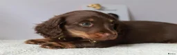 Miniature Dachshund dogs for sale: 5*Licensed Holistic +Kc reg+Pra Clear+Vet Checked - Advert 24