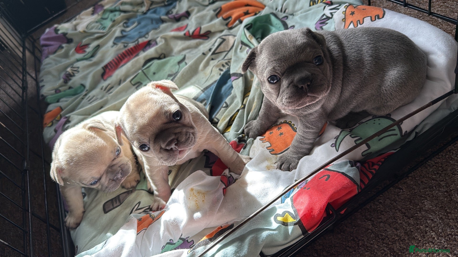 French Bulldog dogs Female French bulldogs 4 weeks old  - Advert 2