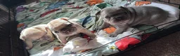 French Bulldog dogs for sale: Female French bulldogs 4 weeks old  - Advert 1