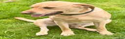 Labrador Retriever dogs for sale: Beautiful litter in Innerleithen - Advert 5