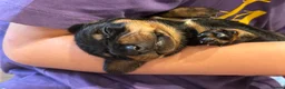 Dachshund dogs for sale: Gorgeous dacshund puppies for sale  - Advert 13