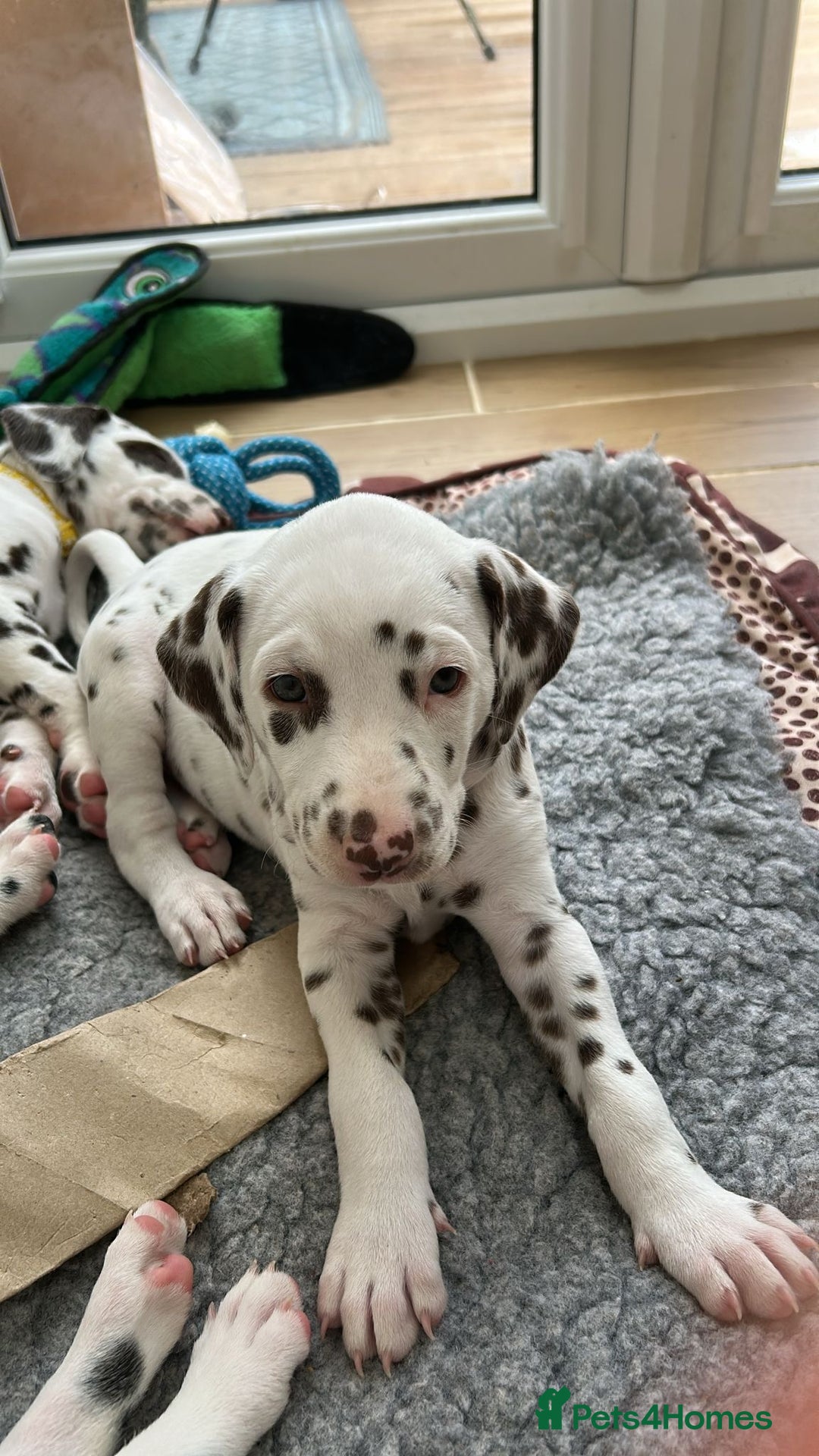Dalmatian dogs for sale: 7 Dalmatian puppies available  - Image 20