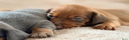 Miniature Dachshund dogs for sale: 🌈 🐾Beautiful Dachshund Rainbow Litter🐾🌈 - Advert 9