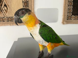 Parrots birds - Advert 33