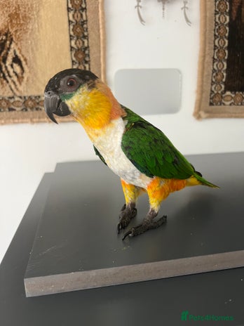 Parrots birds - Advert 6