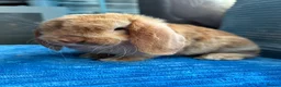 Mini Lop rabbits for sale: 🦋Pure Breed Mini plush lop 🦋 in Halstead - Advert 12