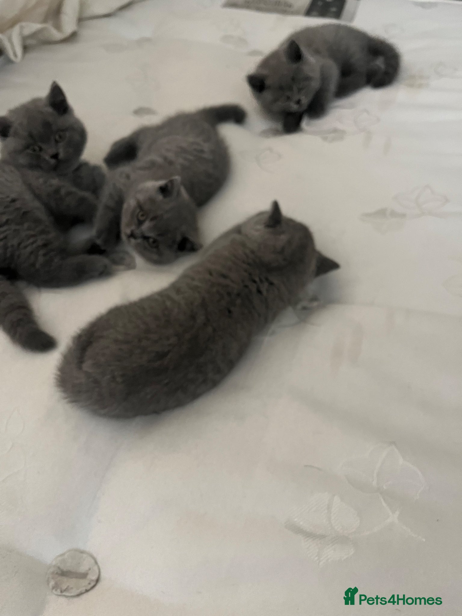 British Shorthair cats for sale: Beautiful British Shorthair Kittens - Only 4 left in Gravesend - Advert 3