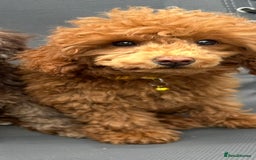 Toy Poodle dogs for sale: Teddi female 6’m old tiny Kc toy poodle  in Chichester - Image 6