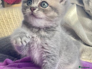 British Shorthair cats Beautiful lilac golden kittens - Advert 1
