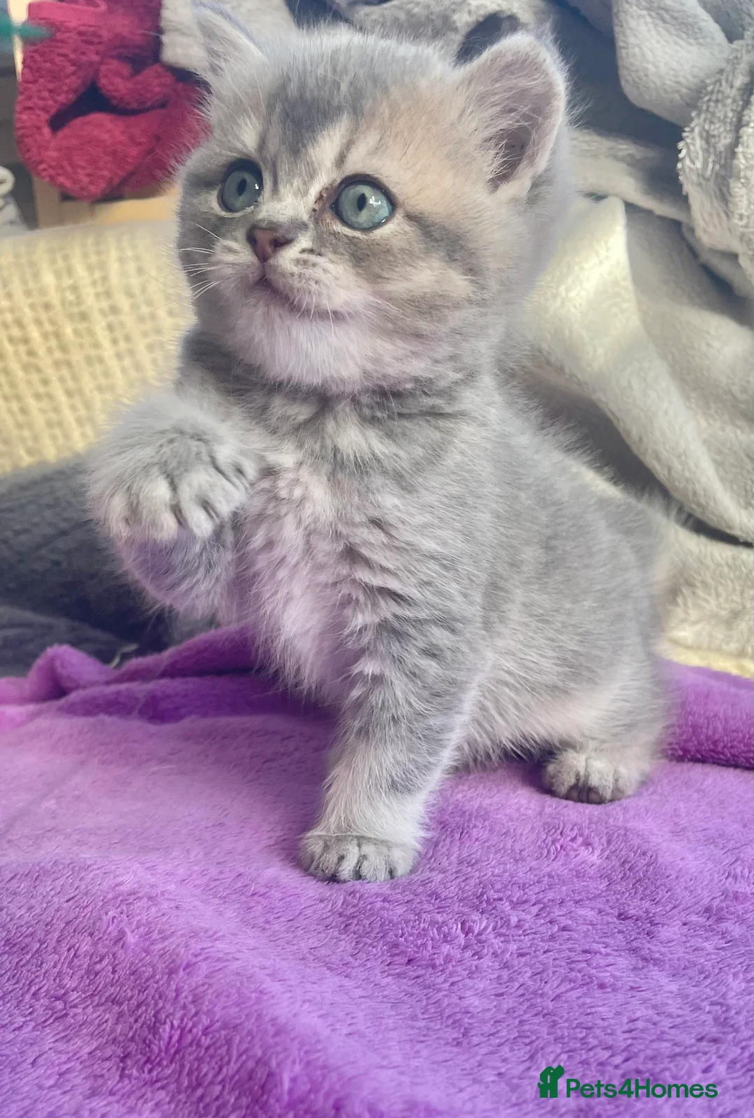 British Shorthair cats for sale: Beautiful British shorthair  - Advert 7