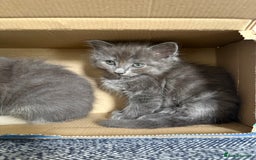 Mixed Breed cats for sale: 2 girl kittens - Image 5