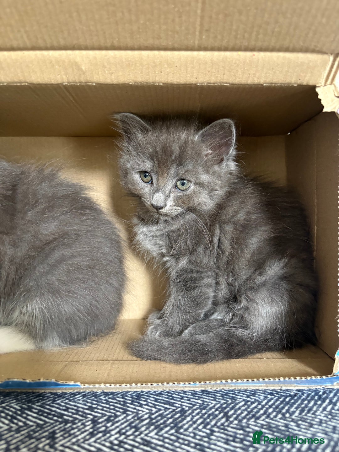 Mixed Breed cats for sale: 2 girl kittens - Image 5