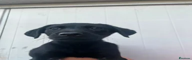 Labrador Retriever 2