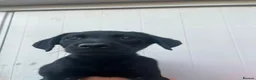 Labrador Retriever dogs for sale: Black Labrador Retriever Puppies 2 Boys & 2 Girls - Advert 5