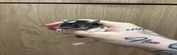 Rat rodents for sale: Gorgeous pedigree dwarf rat pups - Advert 11