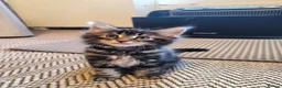 Maine Coon cats for sale: Maine coon MIX kittens  - Advert 6