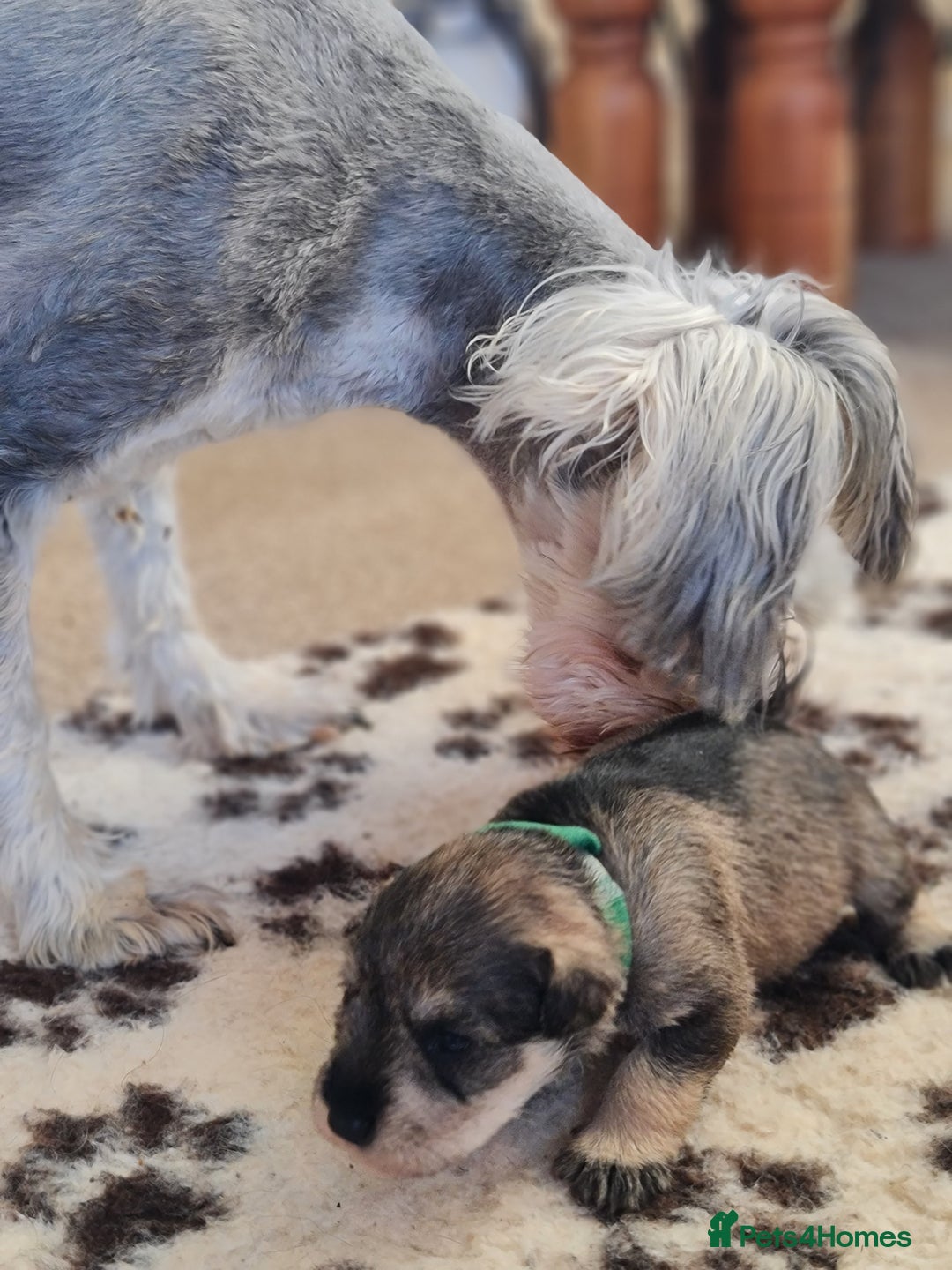 Miniature Schnauzer dogs for sale: Beautiful KC Reg. Miniature Schnauzer Puppies - Advert 9