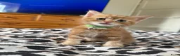 Domestic Shorthair cats for sale: 🐾 Adorable Kittens Ready for Loving Homes - Advert 12