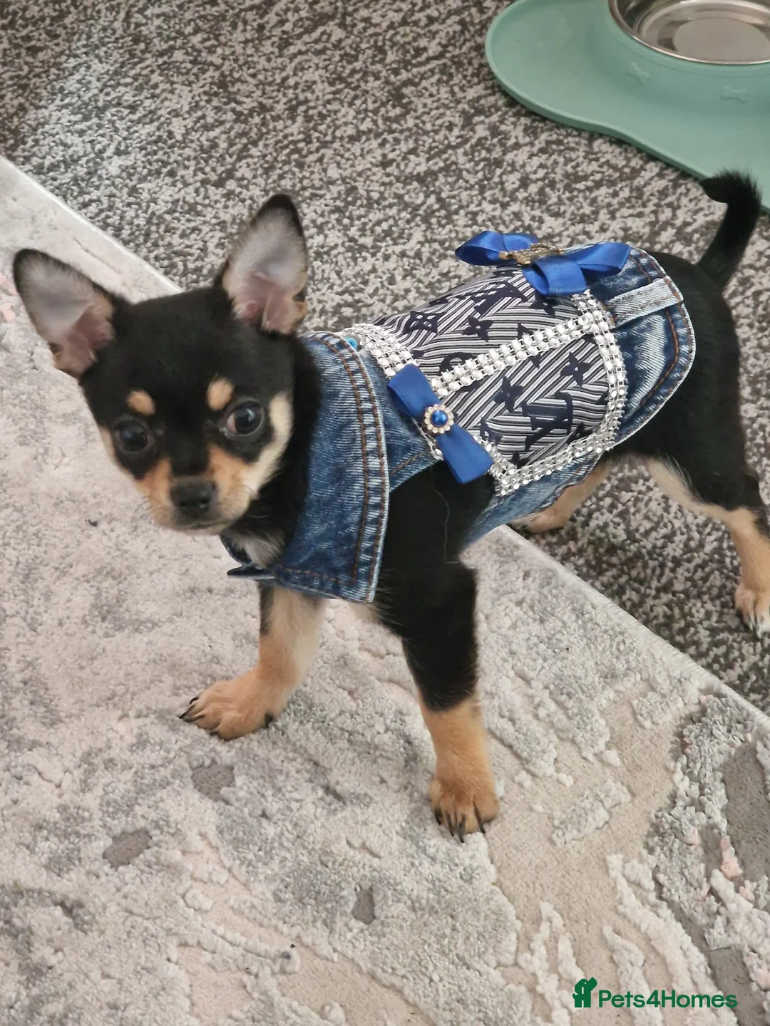 Chihuahua dogs for sale: Chihauha  in Crewe - Advert 2